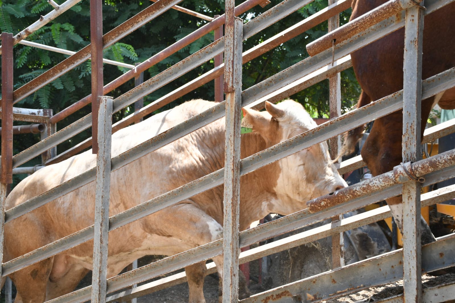 WhatsApp Image 2021-07-19 at 1.01.10 PM.jpeg